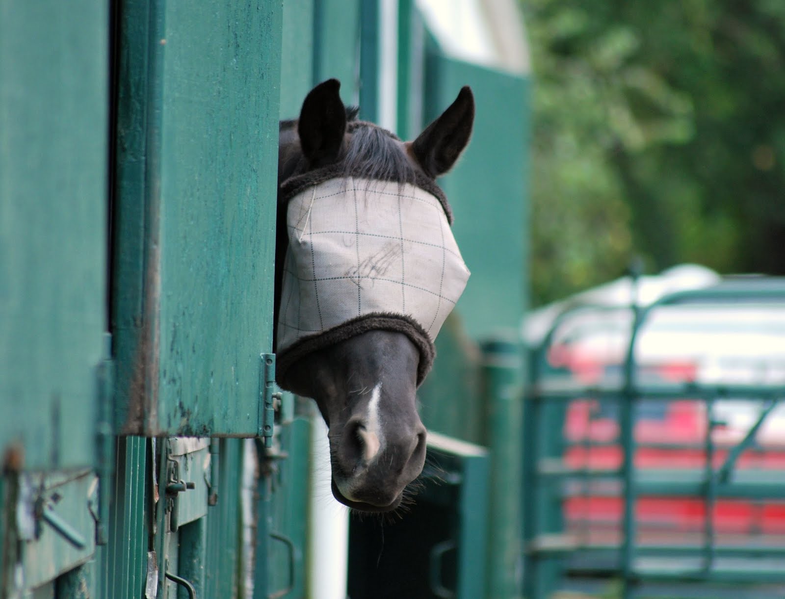 Horses at Rosebud